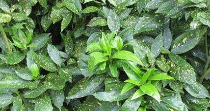 桃叶的形状是什么样的？桃叶的特征有哪些？