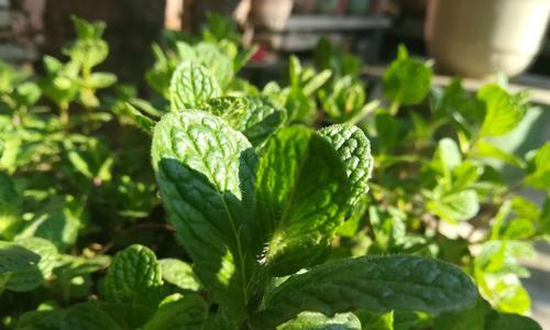 薄荷花语的深意（解读薄荷花的15种含义）