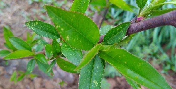 桃叶的形状是什么样的？桃叶的特征有哪些？