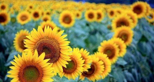 向日葵花语的深层含义（探寻向日葵的意义与象征）