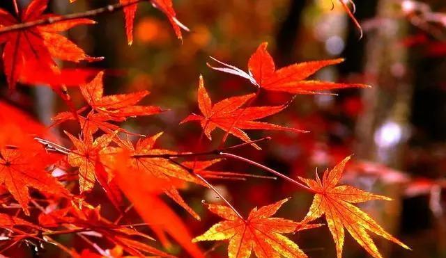 枫叶的花语（落叶纷飞）