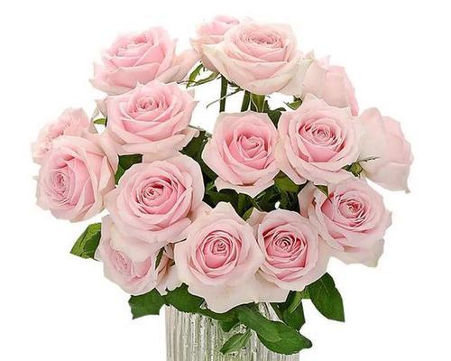 11朵粉玫瑰所代表的意义（浪漫）