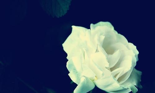 一朵白玫瑰的寓意与象征（美丽）