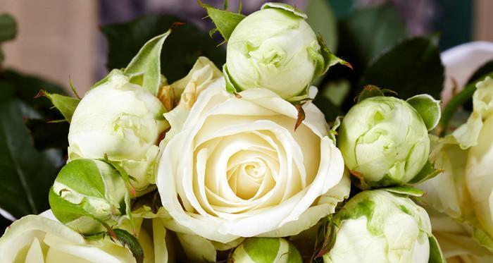 一朵白玫瑰的寓意与象征（美丽）