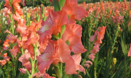 剑兰四季开花吗？如何确保剑兰全年开花？