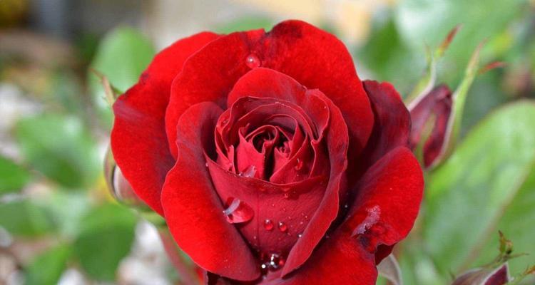 深入解读各种玫瑰花的代表意义（玫瑰花的情感象征与文化涵义）