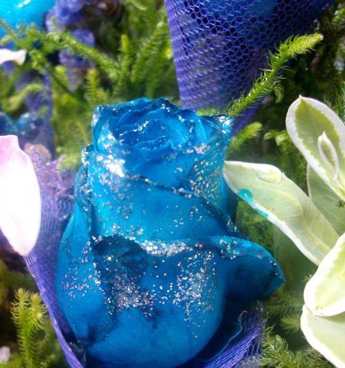 深入解读各种玫瑰花的代表意义（玫瑰花的情感象征与文化涵义）