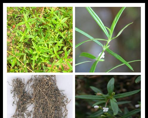 花蛇舌草的功效与作用是什么？如何正确使用花蛇舌草？