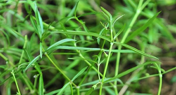 花蛇舌草的功效与作用是什么？如何正确使用花蛇舌草？