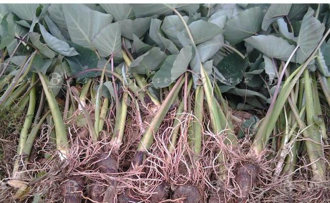 毛芋发芽了还能吃吗？发芽毛芋的食用安全性解析