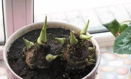 毛芋发芽了还能吃吗？发芽毛芋的食用安全性解析