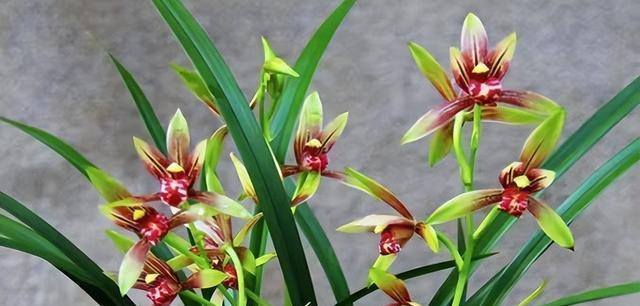 兰花之美（探索兰花的深意）