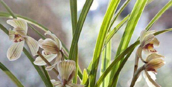 兰花之美（探索兰花的深意）