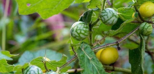 西瓜籽可以种吗？种植西瓜籽的正确方法是什么？