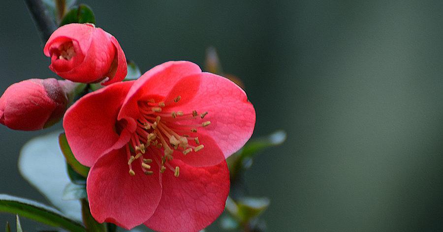 春海棠花的寓意与象征风水（传承春之美）