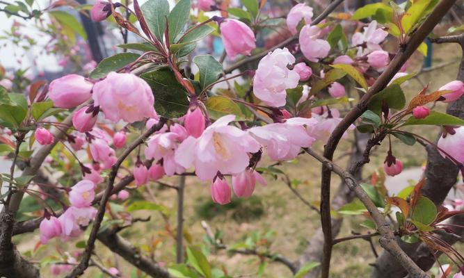 春海棠花的寓意与象征风水（传承春之美）
