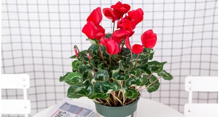 仙客来卷叶了怎么办？如何有效处理和预防？