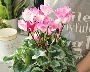 仙客来卷叶了怎么办？如何有效处理和预防？