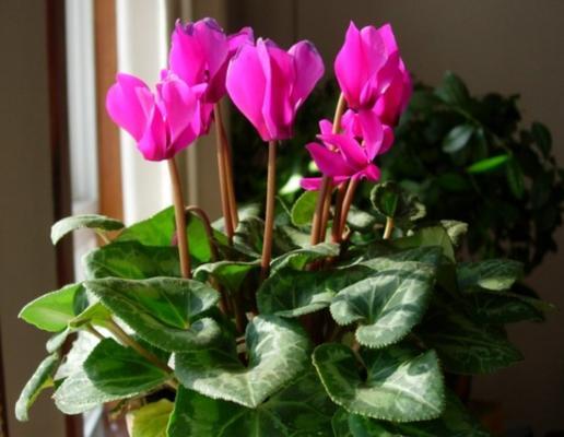 仙客来卷叶了怎么办？如何有效处理和预防？