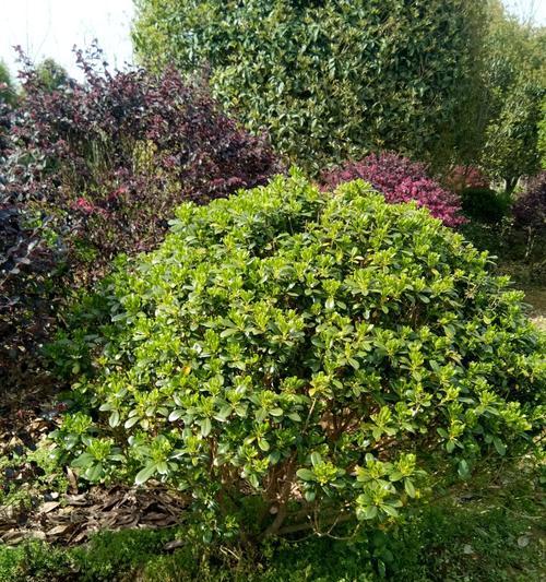 海桐树的寓意与象征意义（生命力与团结的象征——海桐树）