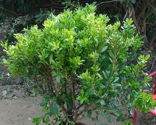 海桐树的寓意与象征意义（生命力与团结的象征——海桐树）