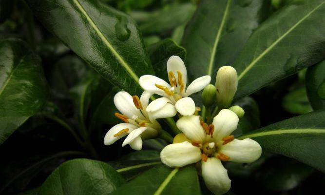 海桐树的寓意与象征意义（生命力与团结的象征——海桐树）