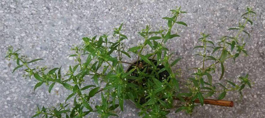 水线草与蛇舌草有什么不同？如何区分它们？