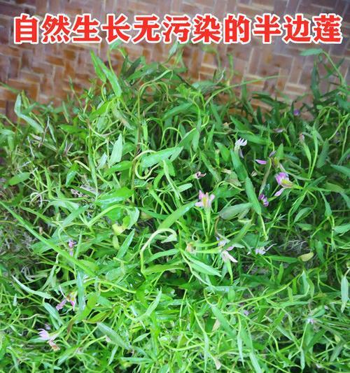 水线草与蛇舌草有什么不同？如何区分它们？