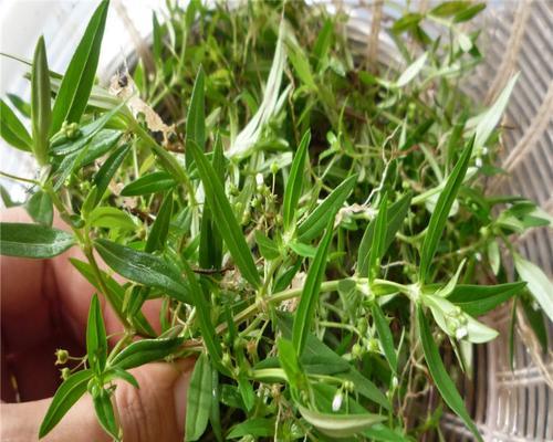 水线草与蛇舌草有什么不同？如何区分它们？