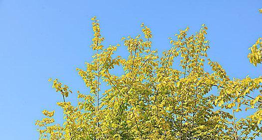 金叶榆——生命的坚韧与希望（探寻金叶榆的象征意义与生命力）