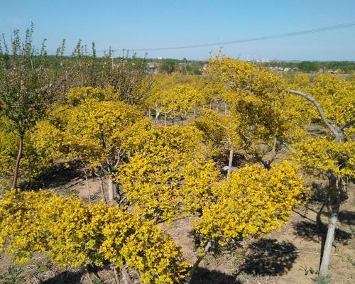 金叶榆——生命的坚韧与希望（探寻金叶榆的象征意义与生命力）