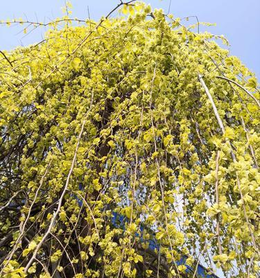 金叶榆——生命的坚韧与希望（探寻金叶榆的象征意义与生命力）