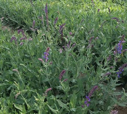 鼠尾草是几年生植物？种植和养护常见问题解答？