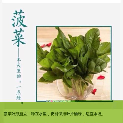 上盆时间与养护方法是什么时候最佳？如何正确进行植物养护？