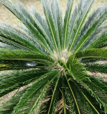 自由之花绽放——植物象征独立自由的多样性（以植物为主题的自由之旅）