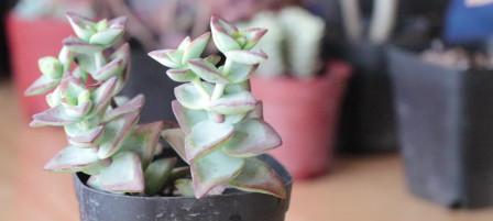 自由之花绽放——植物象征独立自由的多样性（以植物为主题的自由之旅）