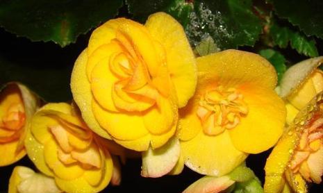 秋海棠的花语及寓意（秋海棠的美丽与深刻的寓意）