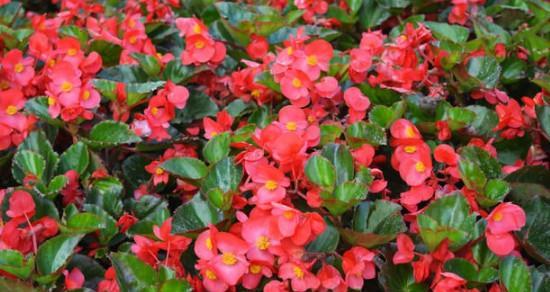 秋海棠的花语及寓意（秋海棠的美丽与深刻的寓意）