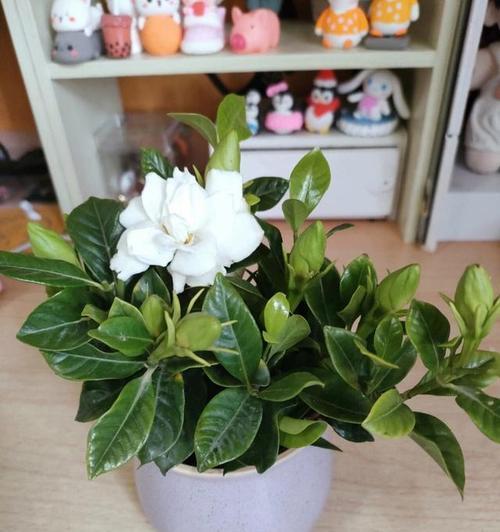 四季栀子花养护方法是什么？如何解决常见问题？