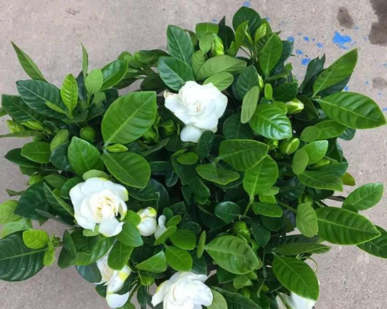 四季栀子花养护方法是什么?如何解决常见问题? 四季栀子花养护方法是什么?如何解决常见问题?