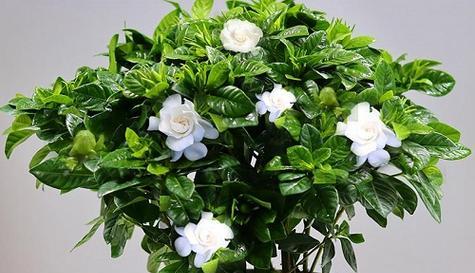 四季栀子花养护方法是什么?如何解决常见问题? 四季栀子花养护方法是什么?如何解决常见问题?