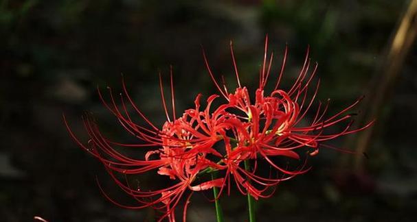 探寻黑色曼陀罗花语的奥秘(解读黑色曼陀罗花语的深层含义) 探寻黑色曼陀罗花语的奥秘(解读黑色曼陀罗花语的深层含义)