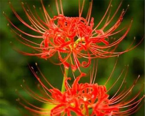 探寻黑色曼陀罗花语的奥秘(解读黑色曼陀罗花语的深层含义) 探寻黑色曼陀罗花语的奥秘(解读黑色曼陀罗花语的深层含义)