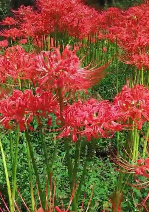 探寻黑色曼陀罗花语的奥秘(解读黑色曼陀罗花语的深层含义) 探寻黑色曼陀罗花语的奥秘(解读黑色曼陀罗花语的深层含义)