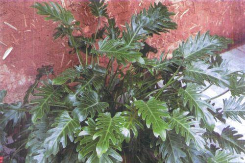 春羽花语（以春羽的花语及寓意探索春天的美丽与梦想）