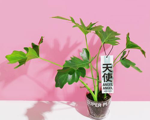 春羽花语（以春羽的花语及寓意探索春天的美丽与梦想）