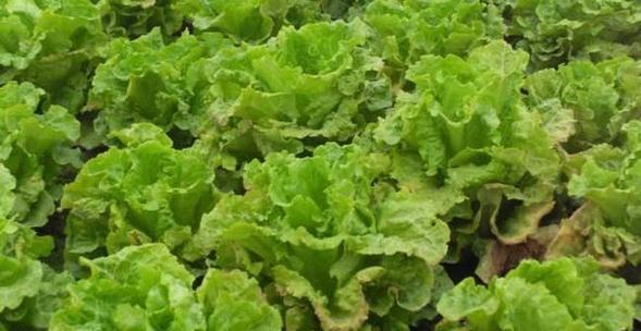 生菜种植的最佳月份是什么时候？如何正确种植和管理？