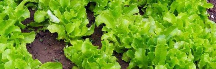 生菜种植的最佳月份是什么时候？如何正确种植和管理？