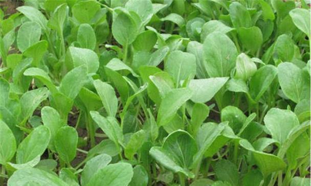 生菜种植的最佳月份是什么时候？如何正确种植和管理？