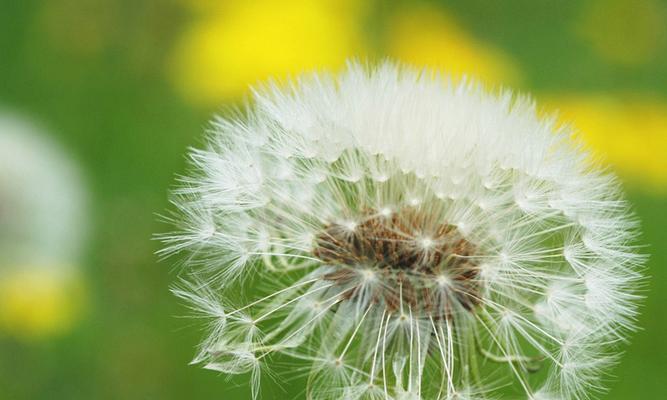 以款冬蒲公英，生日花语早熟（一朵花的成长与寄语）